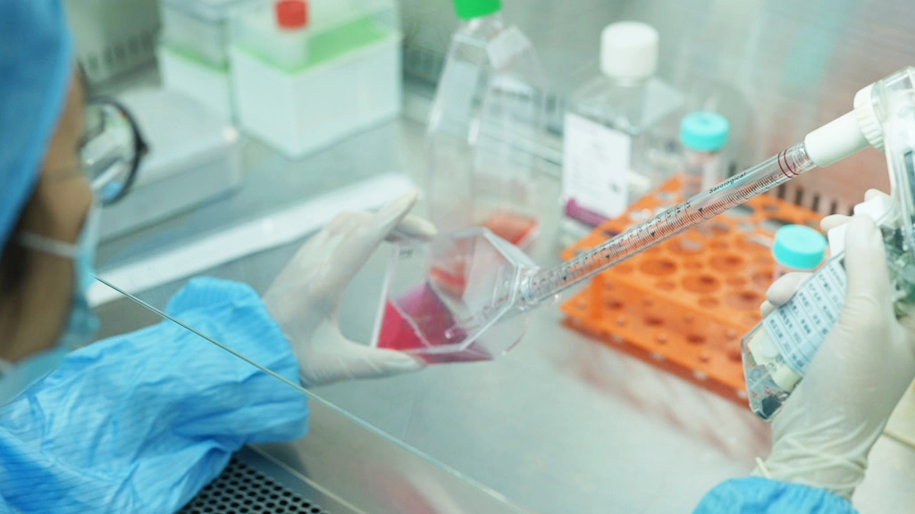 Stem Cell